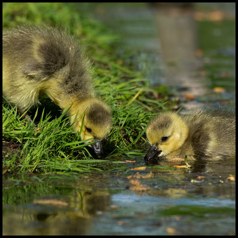 Aquatic Birds