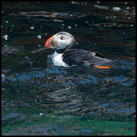 Atlantic Puffin