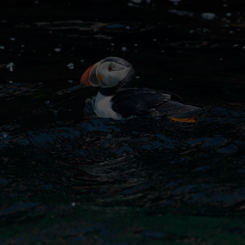 Atlantic Puffin