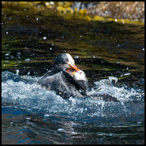 Atlantic Puffin