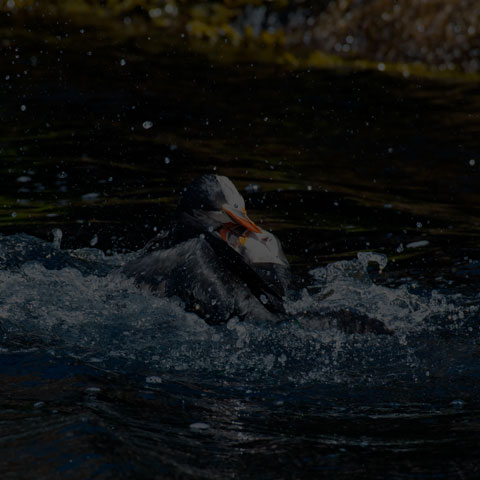 Atlantic Puffin