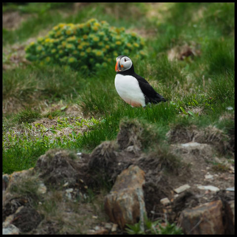 Atlantic Puffin