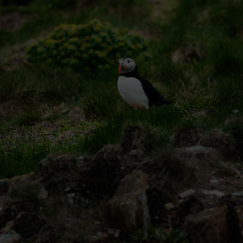 Atlantic Puffin
