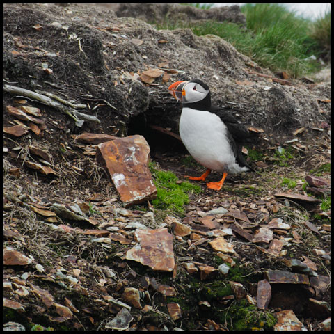 Atlantic Puffin