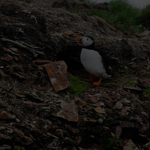 Atlantic Puffin