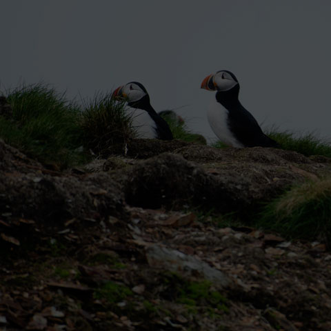 Atlantic Puffin