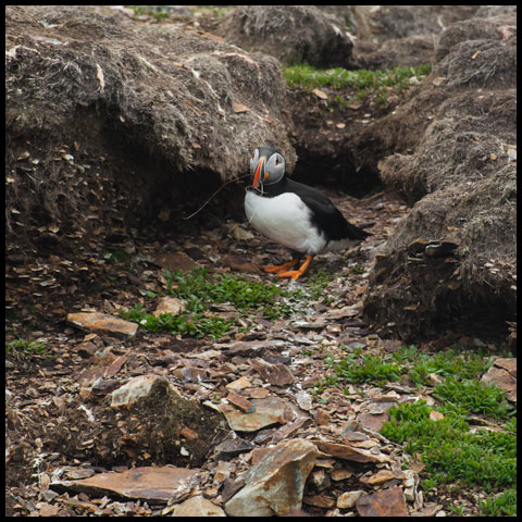 Atlantic Puffin