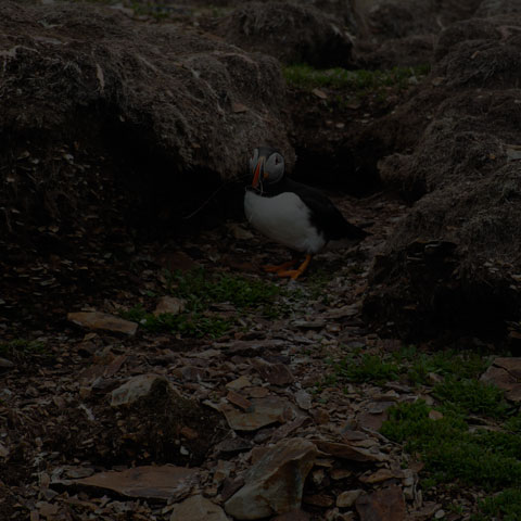 Atlantic Puffin