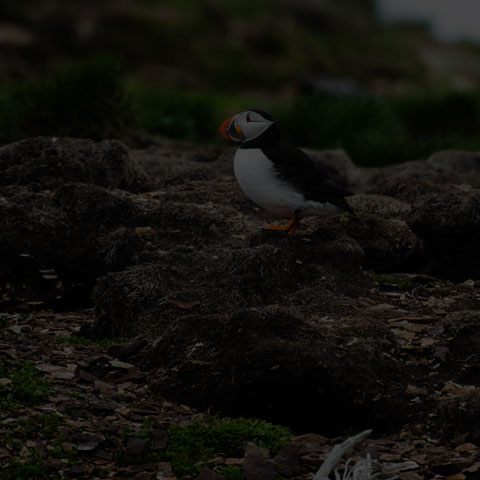 Atlantic Puffin