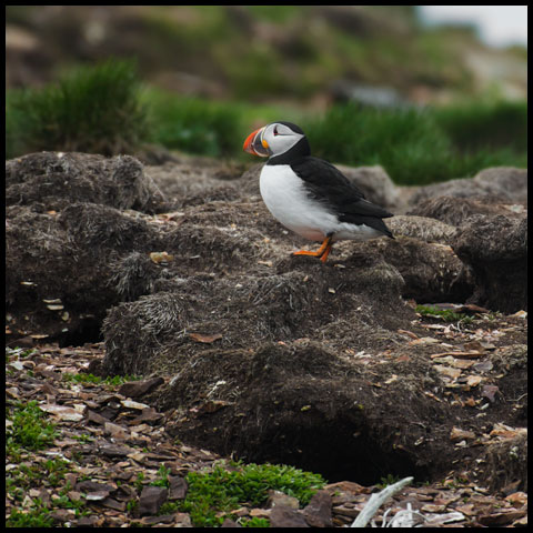 Atlantic Puffin