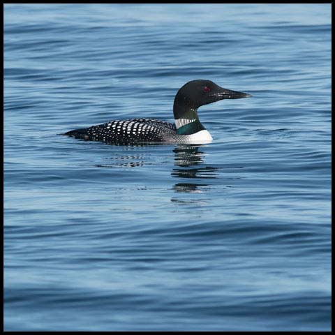 Common Loon