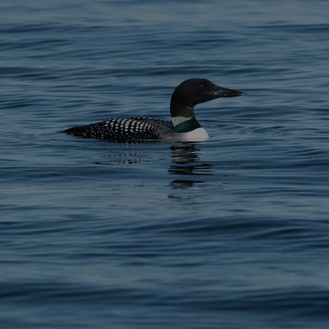 Common Loon