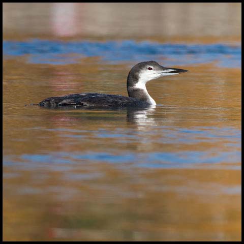 Common Loon