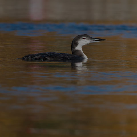 Common Loon