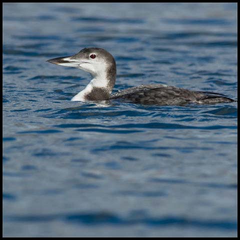 Common Loon