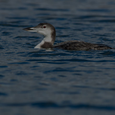 Common Loon