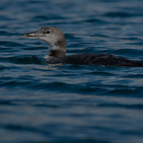 Common Loon