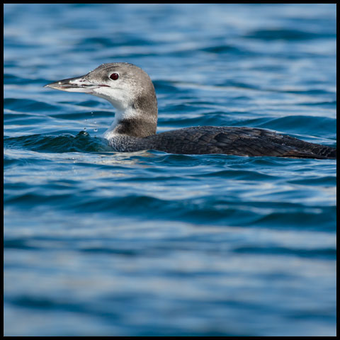 Common Loon