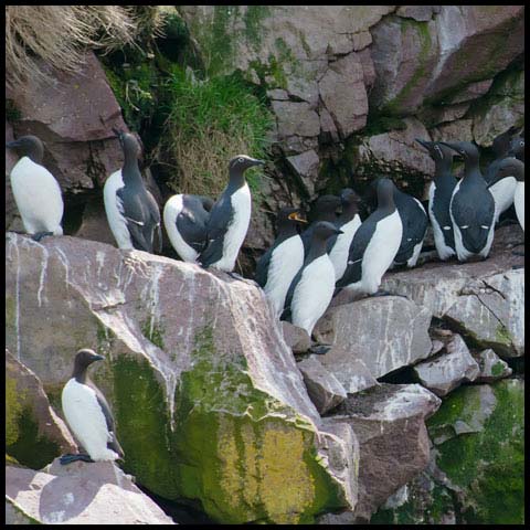 Common Murre