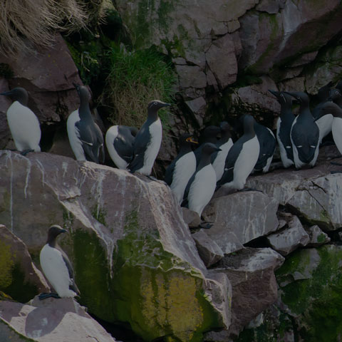 Common Murre