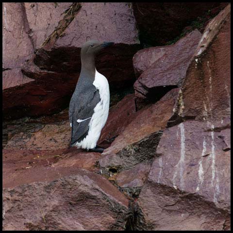 Common Murre