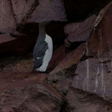 Common Murre