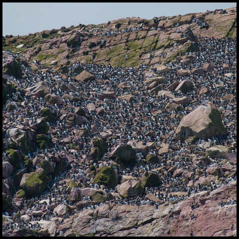 Common Murre