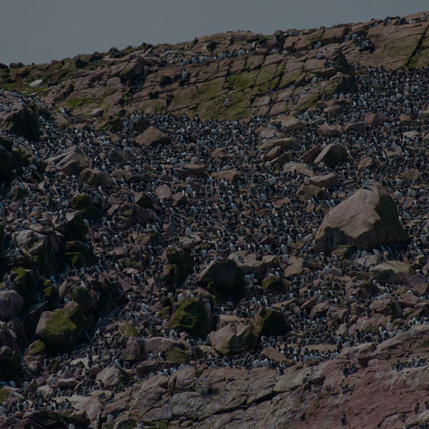 Common Murre
