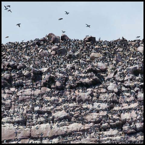 Common Murre