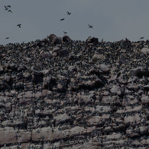 Common Murre