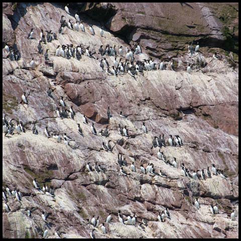Common Murre