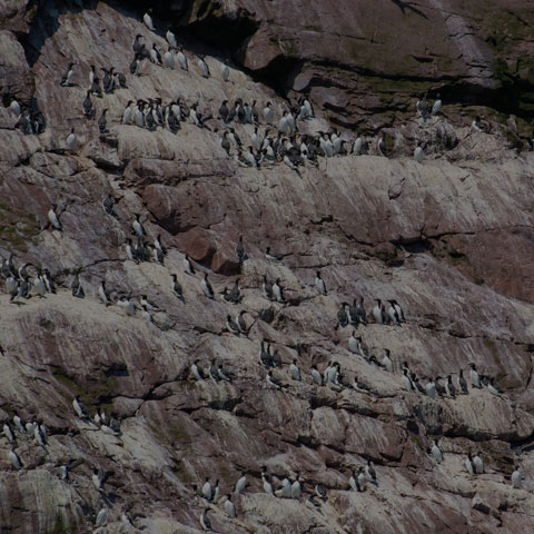 Common Murre