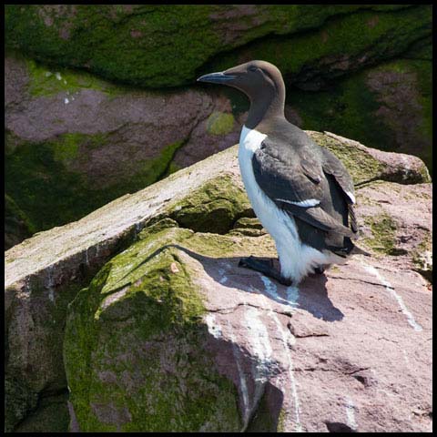 Common Murre