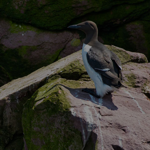 Common Murre