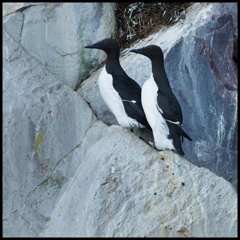 Common Murre