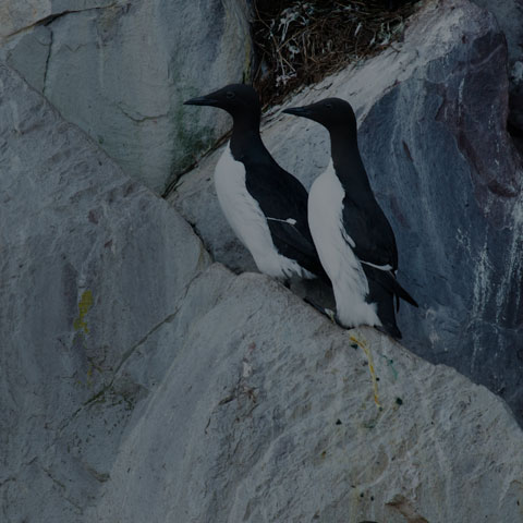 Common Murre