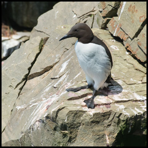 Common Murre