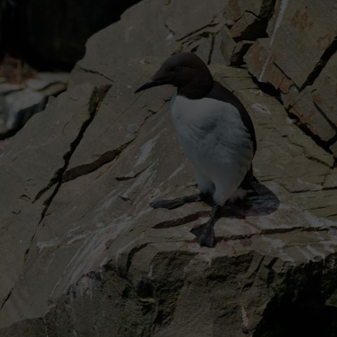 Common Murre