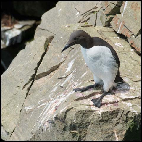 Common Murre