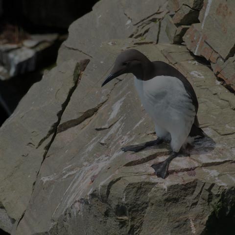 Common Murre