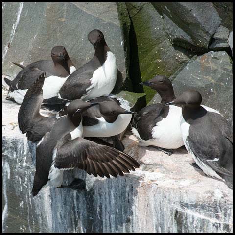 Common Murre