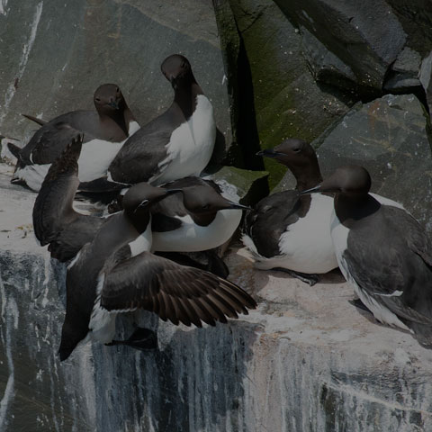 Common Murre