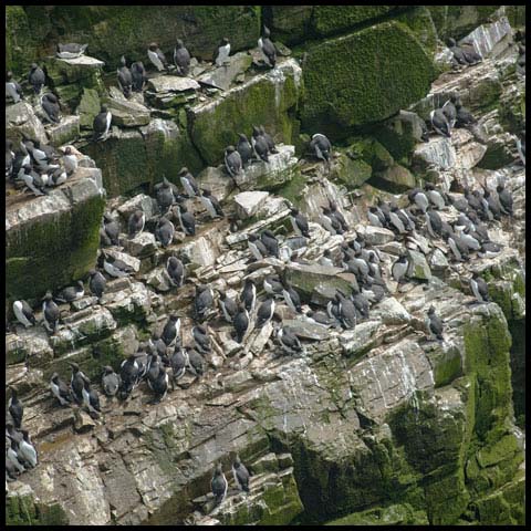 Common Murre