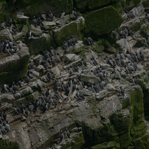 Common Murre