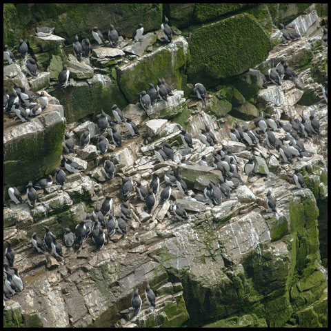 Common Murre