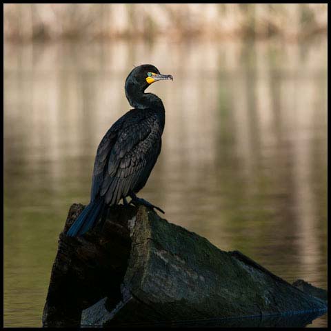 Double-crested Cormorant