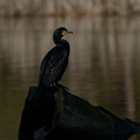 Double-crested Cormorant