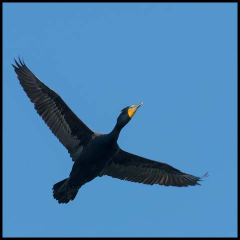 Double-crested Cormorant