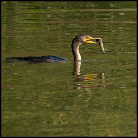 Double-crested Cormorant