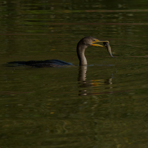 Double-crested Cormorant